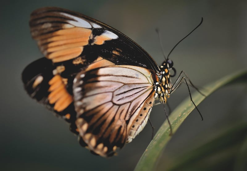 Butterfly Preservation